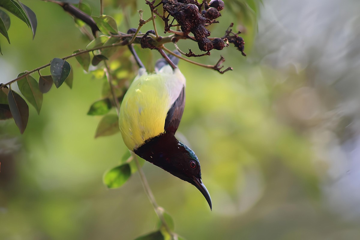 Purple-rumped Sunbird - ML637859375