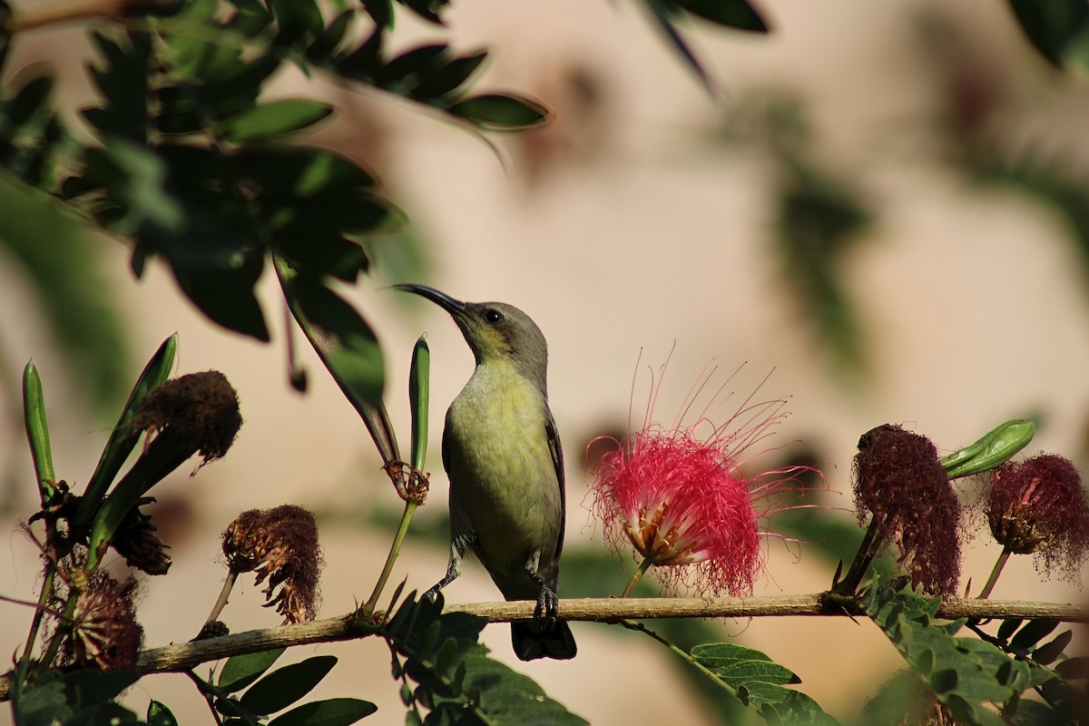 Purple Sunbird - ML637859391
