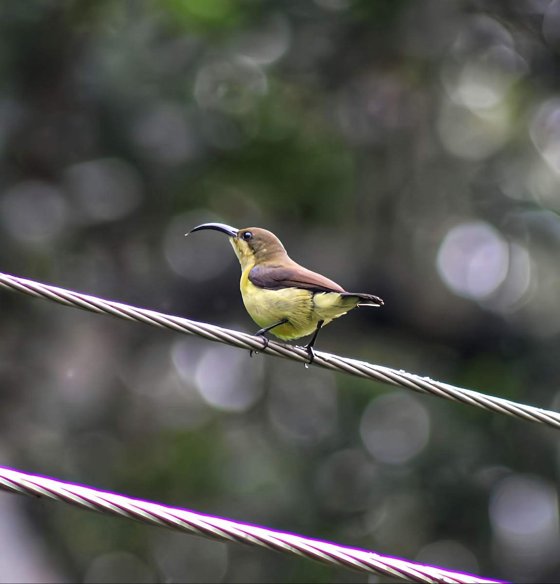 Loten's Sunbird - ML637859398