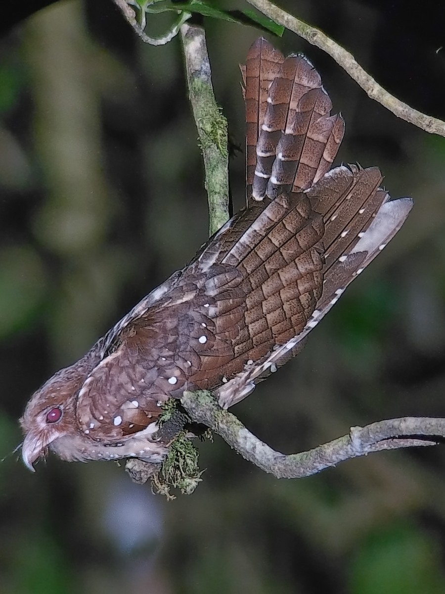 Oilbird - ML637859403
