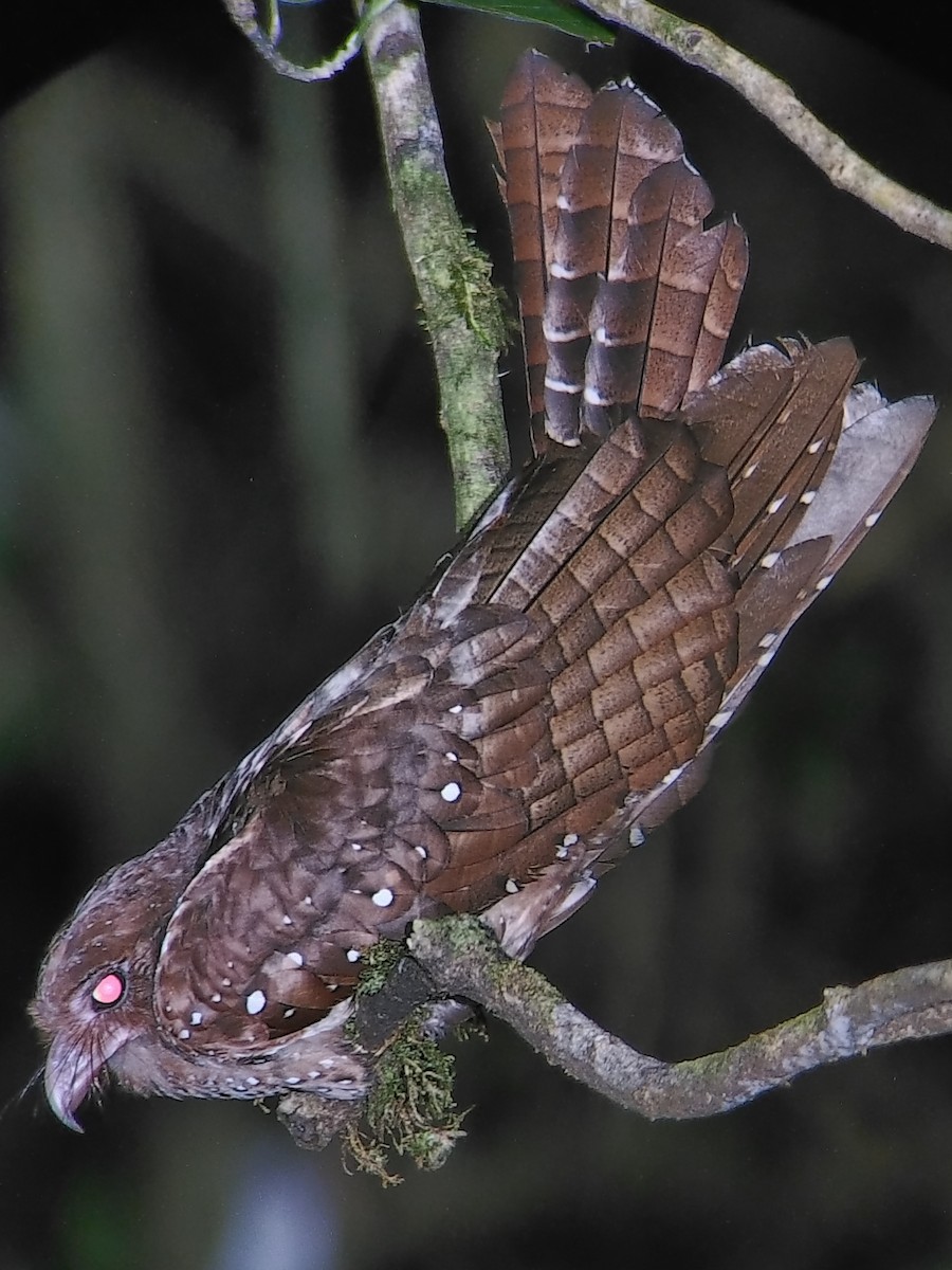 Oilbird - ML637859404