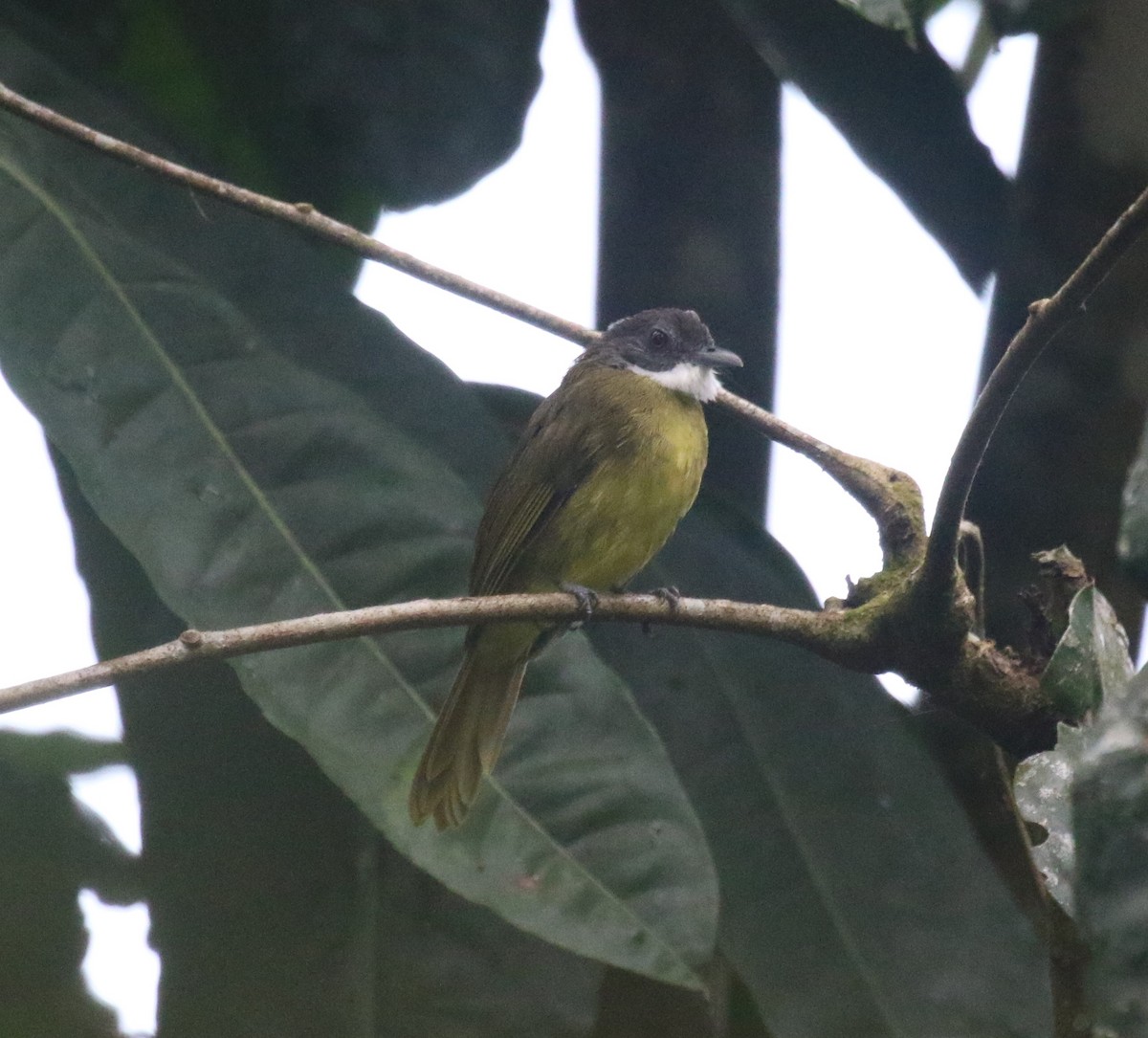 Red-tailed Greenbul - ML637859499