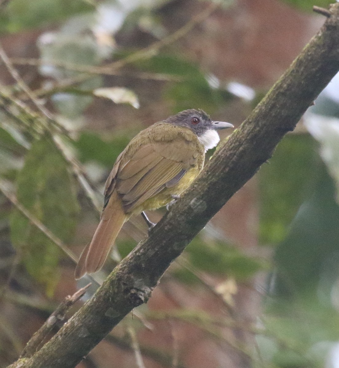 Red-tailed Greenbul - ML637859500