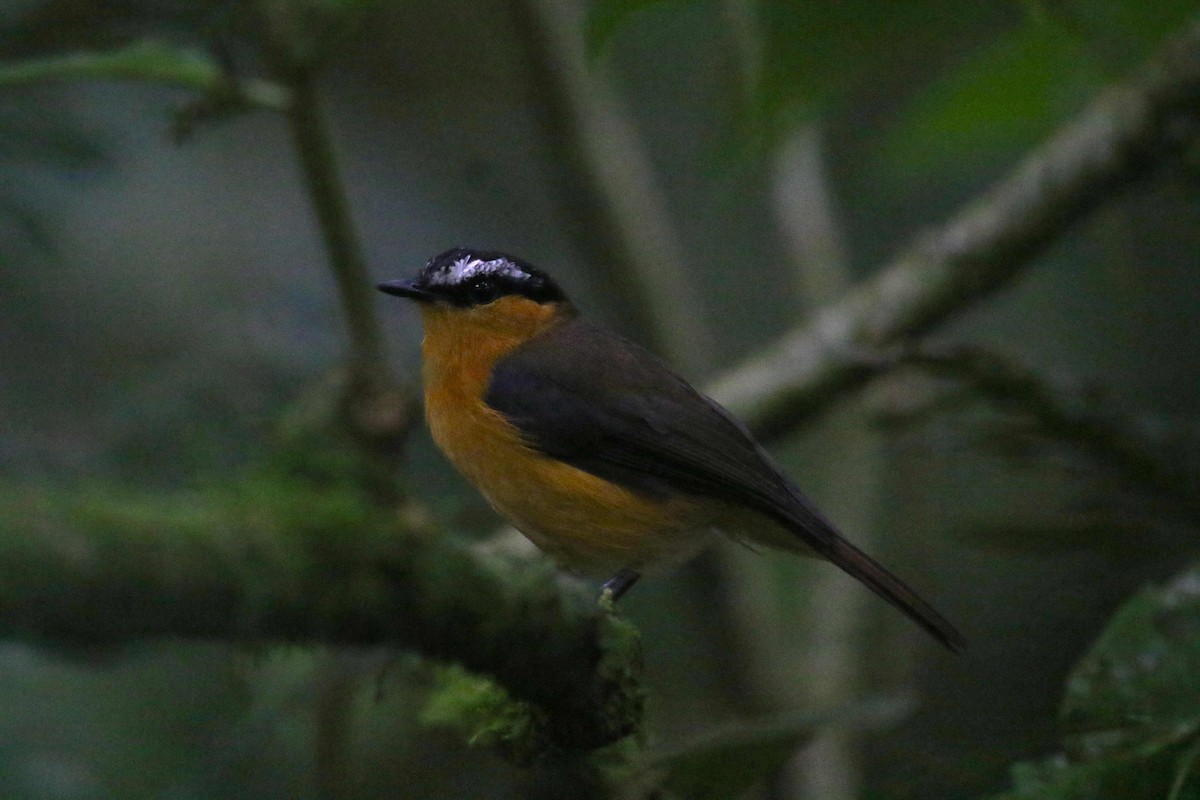 Gray-winged Robin-Chat - ML637859525