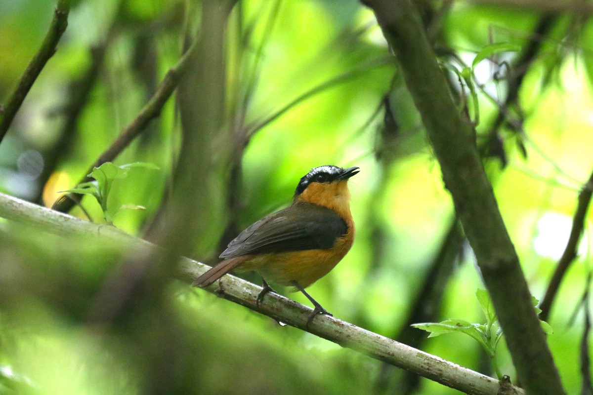 Gray-winged Robin-Chat - ML637859526