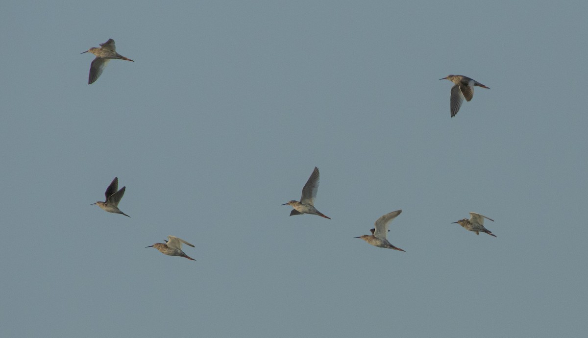 Common Redshank - ML637859538