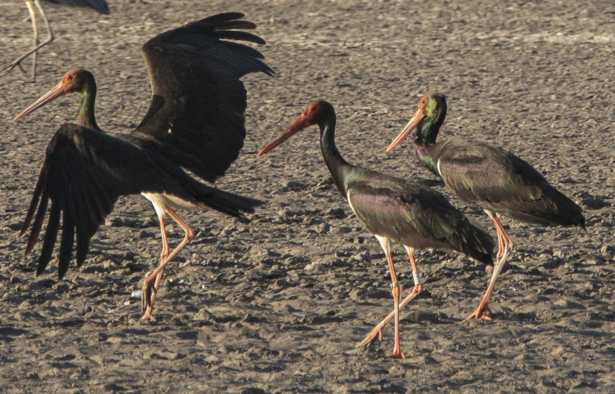 Black Stork - ML637859543