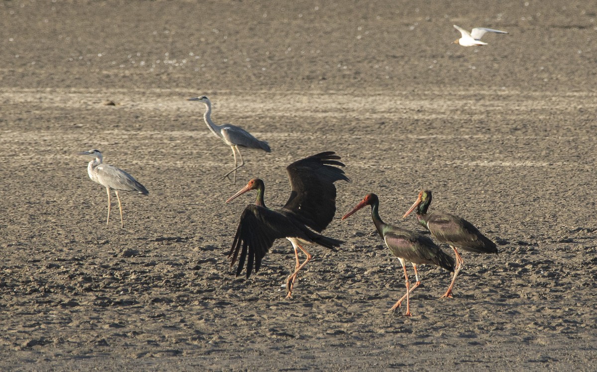 Black Stork - ML637859544