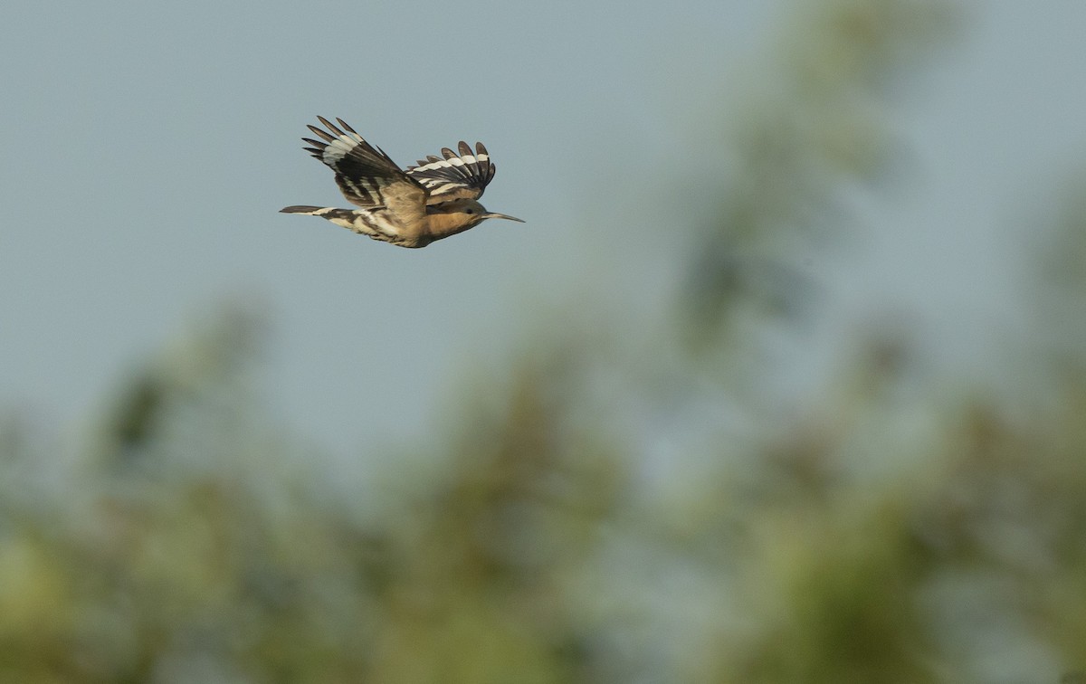 Eurasian Hoopoe - ML637859545