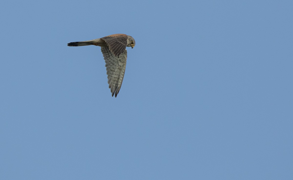 Eurasian Kestrel - ML637859546