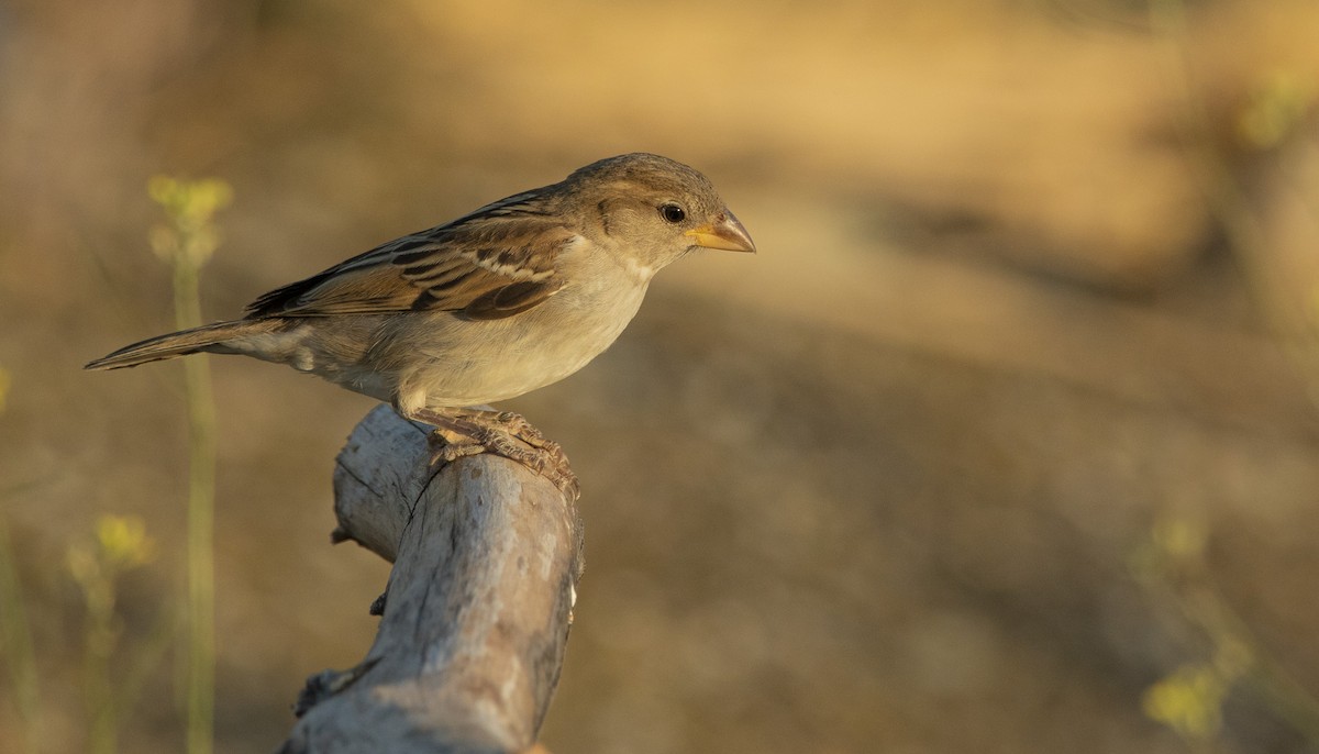 House Sparrow - ML637859548