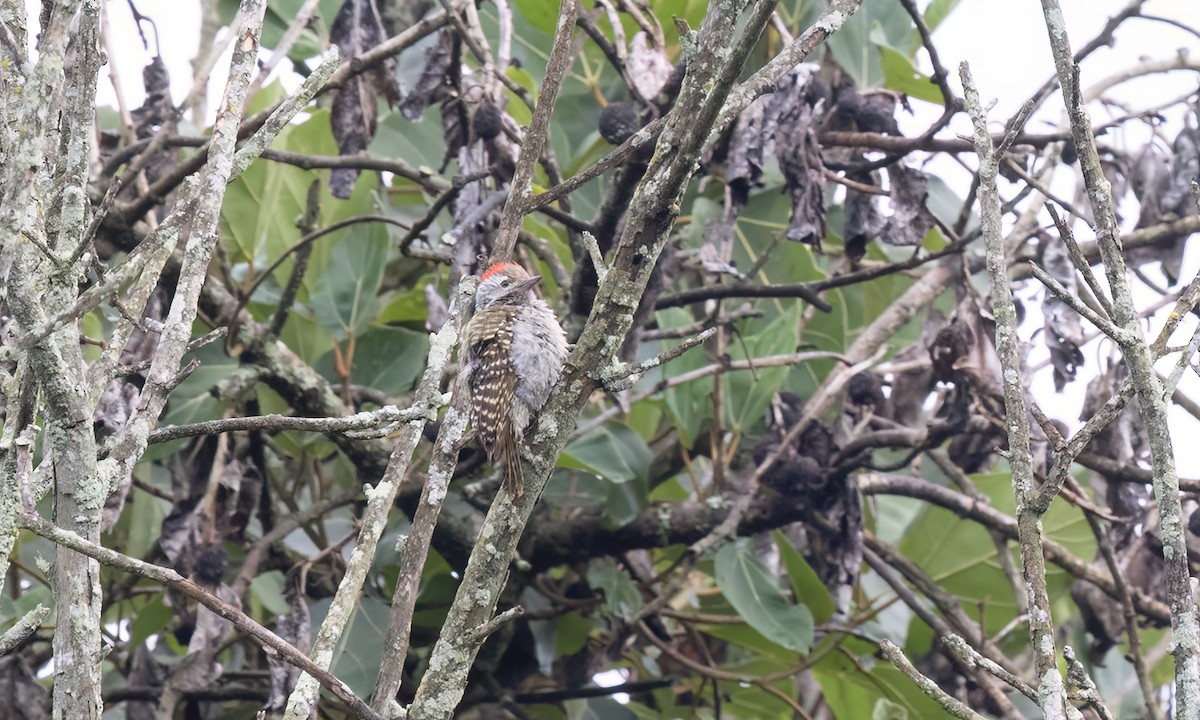 Cardinal Woodpecker - ML637859582