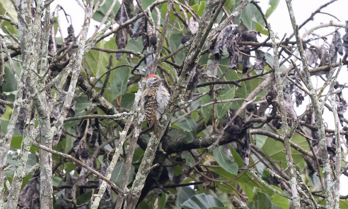 Cardinal Woodpecker - ML637859584