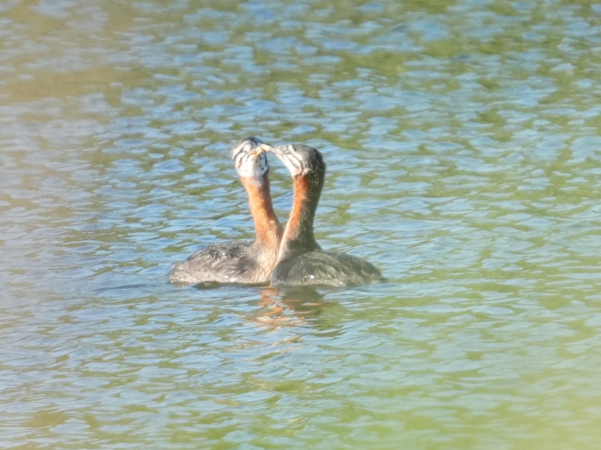 Red-necked Grebe - ML637859602