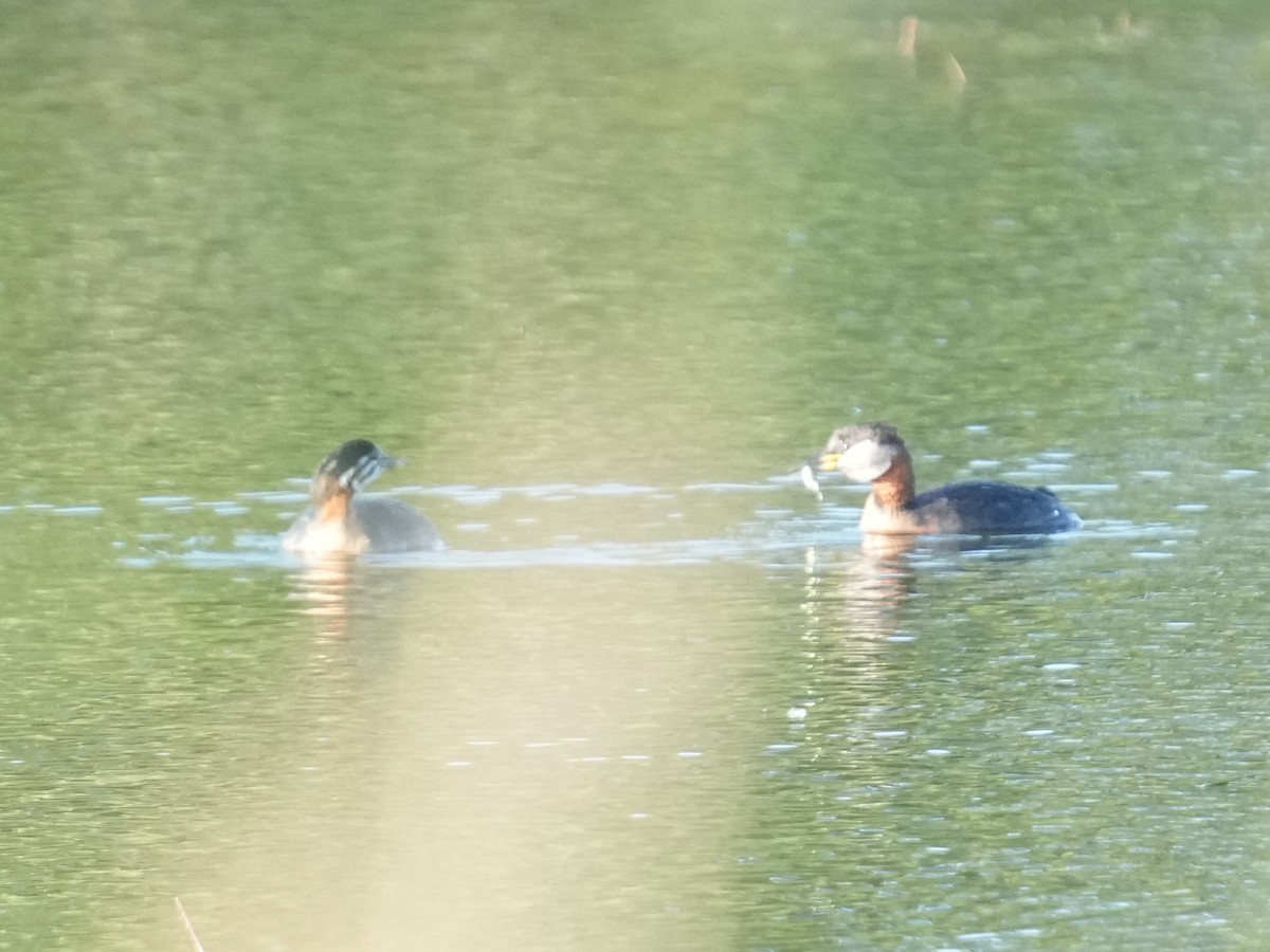 Red-necked Grebe - ML637859603