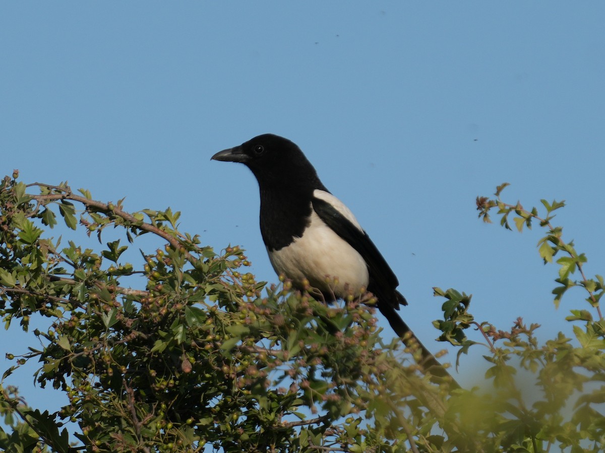 Eurasian Magpie - ML637859607