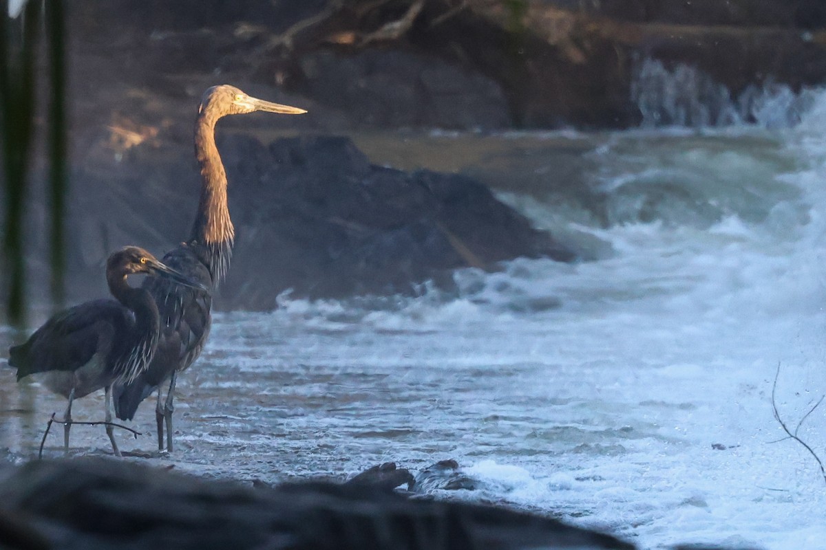 Great-billed Heron - ML637859615