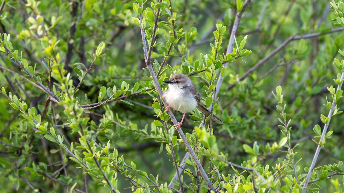 Pale Prinia - ML637859628