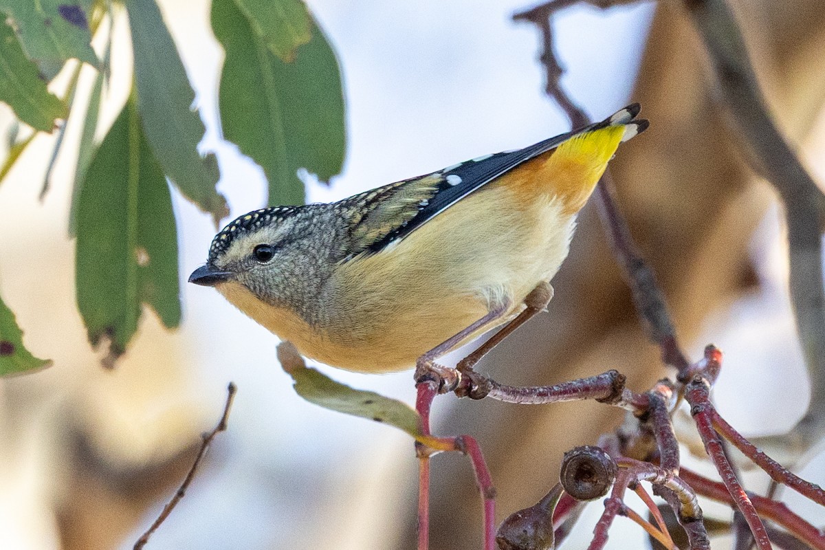 Spotted Pardalote - ML637859676