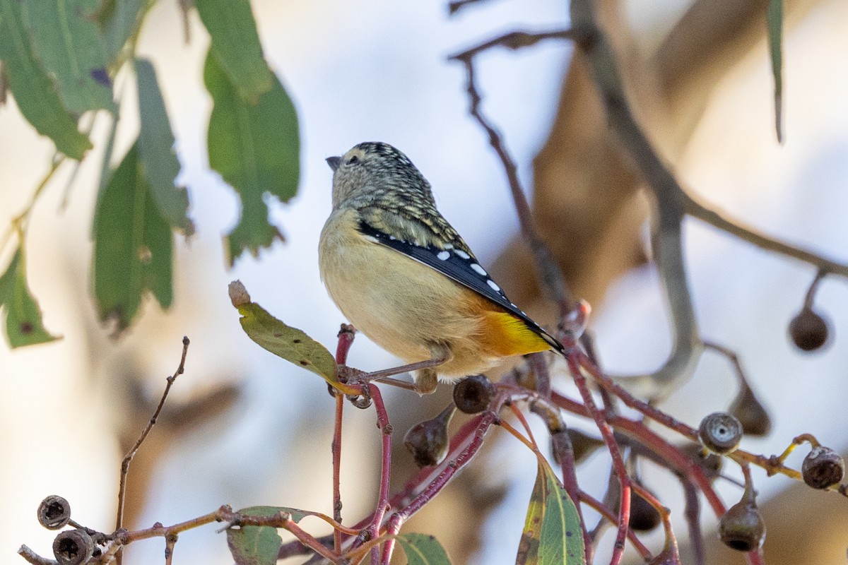 Spotted Pardalote - ML637859677