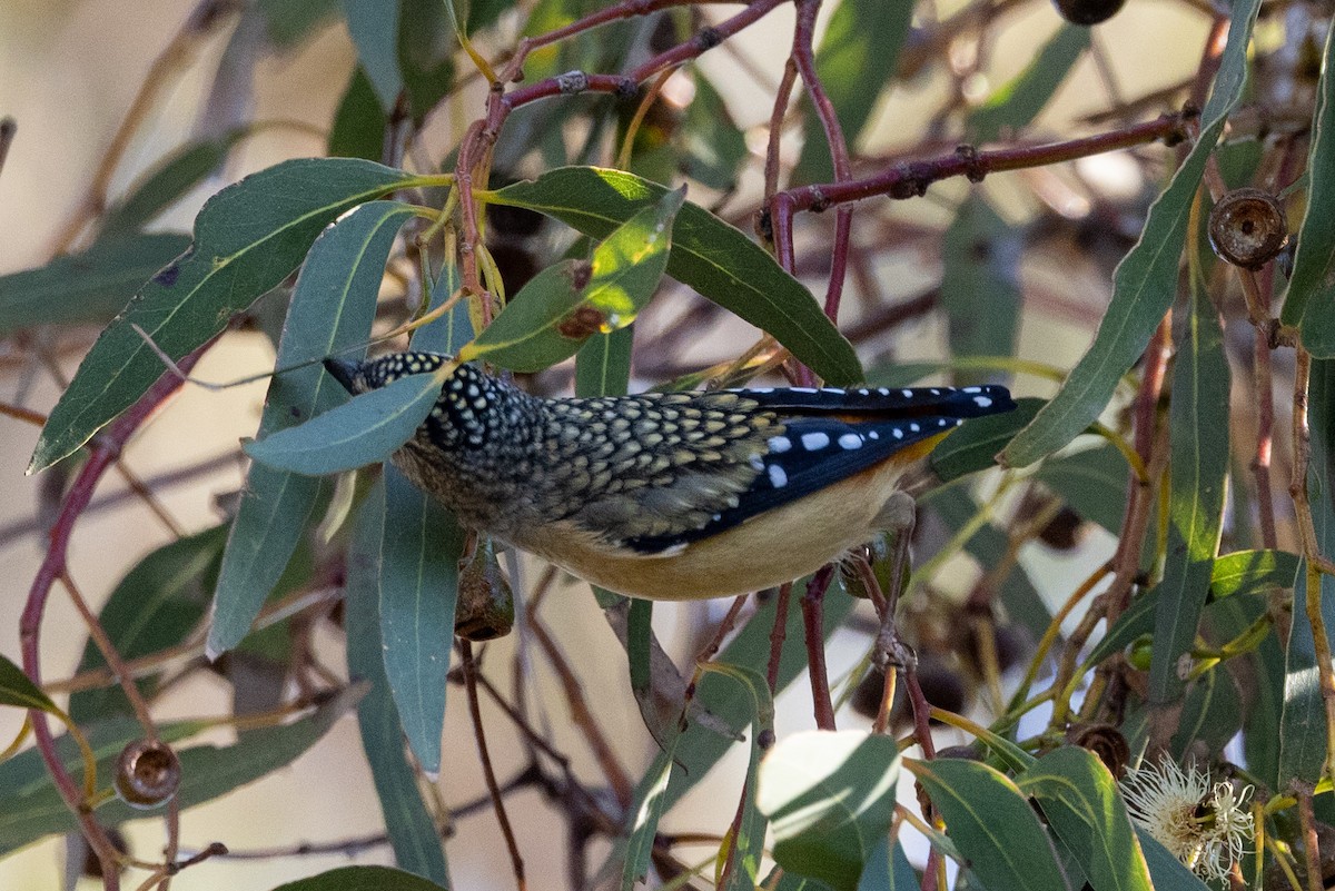 Spotted Pardalote - ML637859678