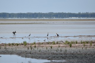 Everglades NP--Snake Bight Canoe Launch/Trail & Gibby Point, Monroe ...