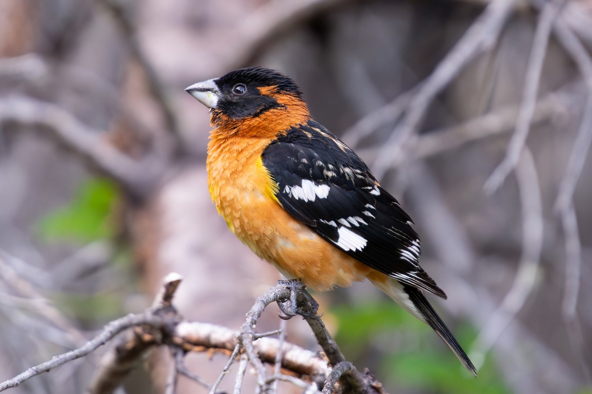 Black-headed Grosbeak - ML637859747