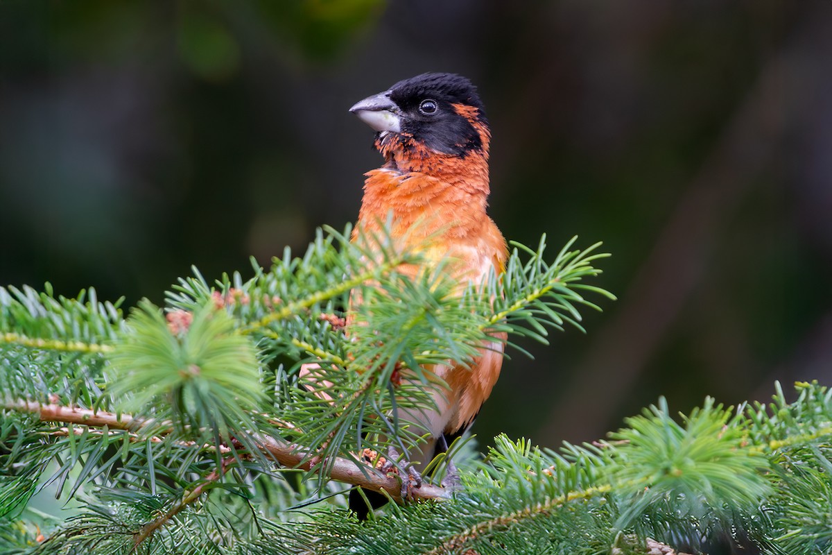 Black-headed Grosbeak - ML637859748