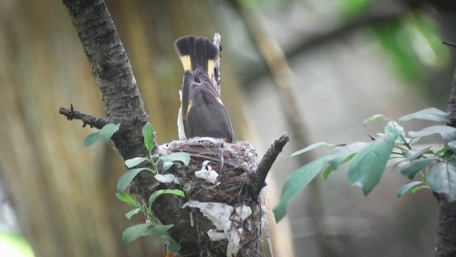 American Redstart - ML637859800