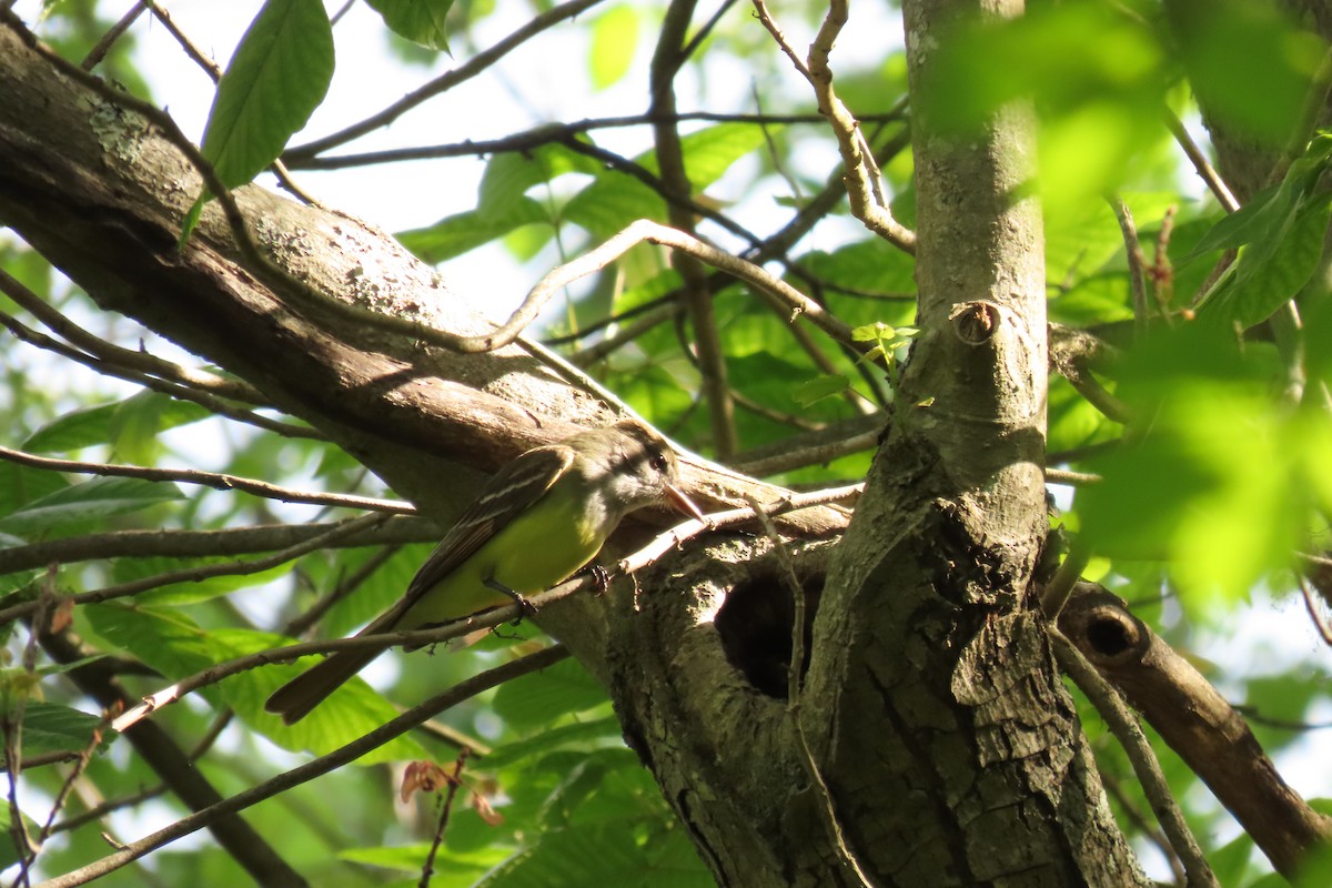Great Crested Flycatcher - ML637859820