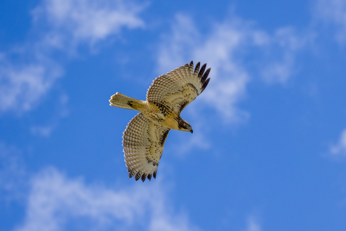 Red-tailed Hawk - ML637859839