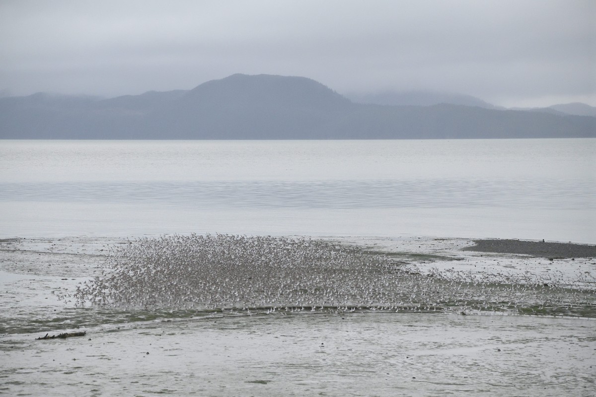 Bergstrandläufer - ML637859901