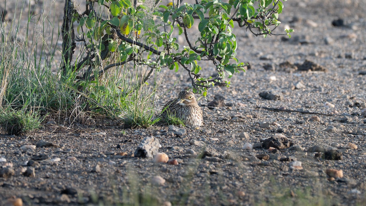 Spotted Thick-knee - ML637859908