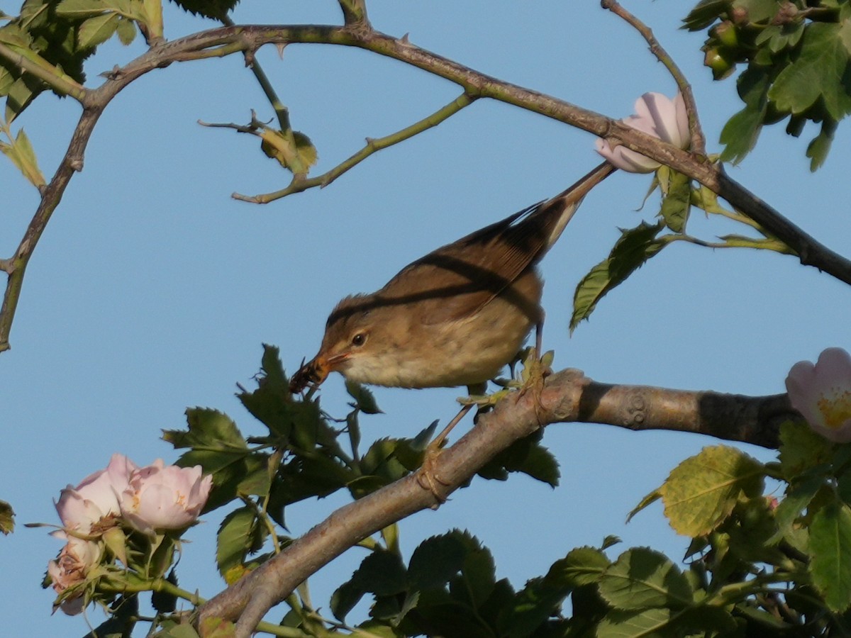 Marsh Warbler - ML637859914
