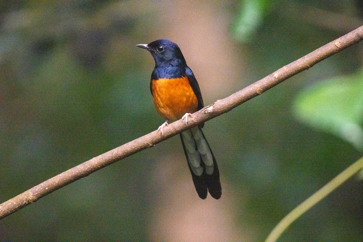 White-rumped Shama (White-rumped) - ML637859946