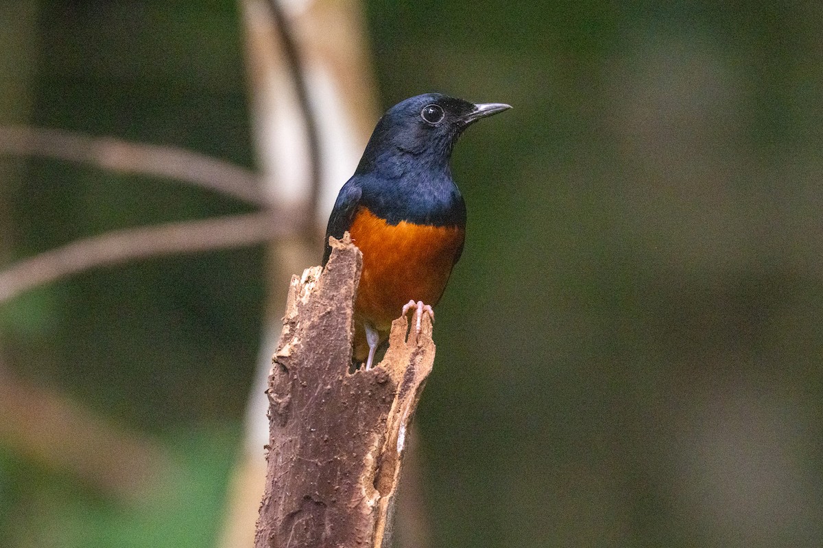 White-rumped Shama (White-rumped) - ML637859947