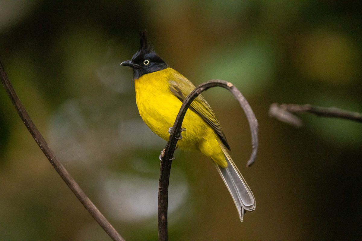 Bulbul à huppe noire - ML637859967