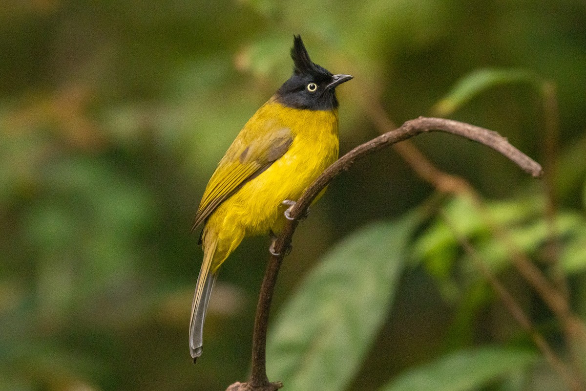 Bulbul à huppe noire - ML637859968