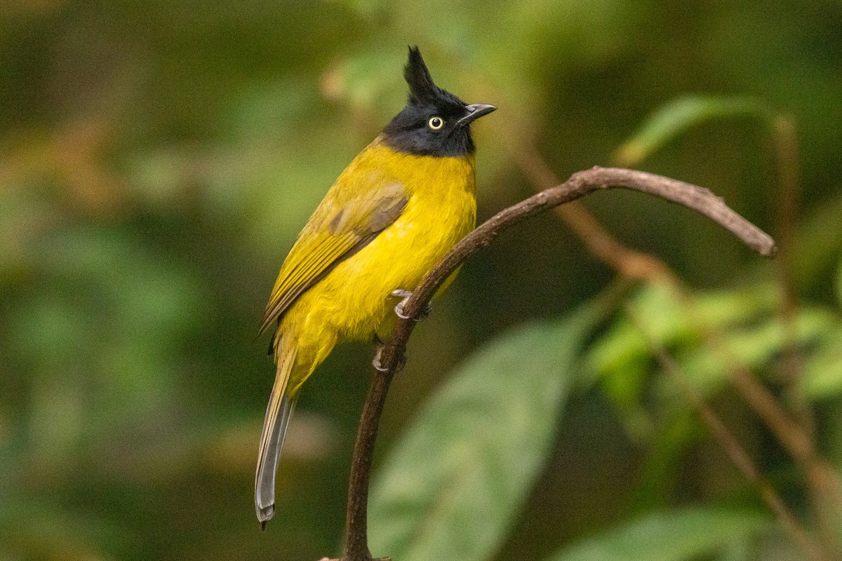 Bulbul à huppe noire - ML637859969