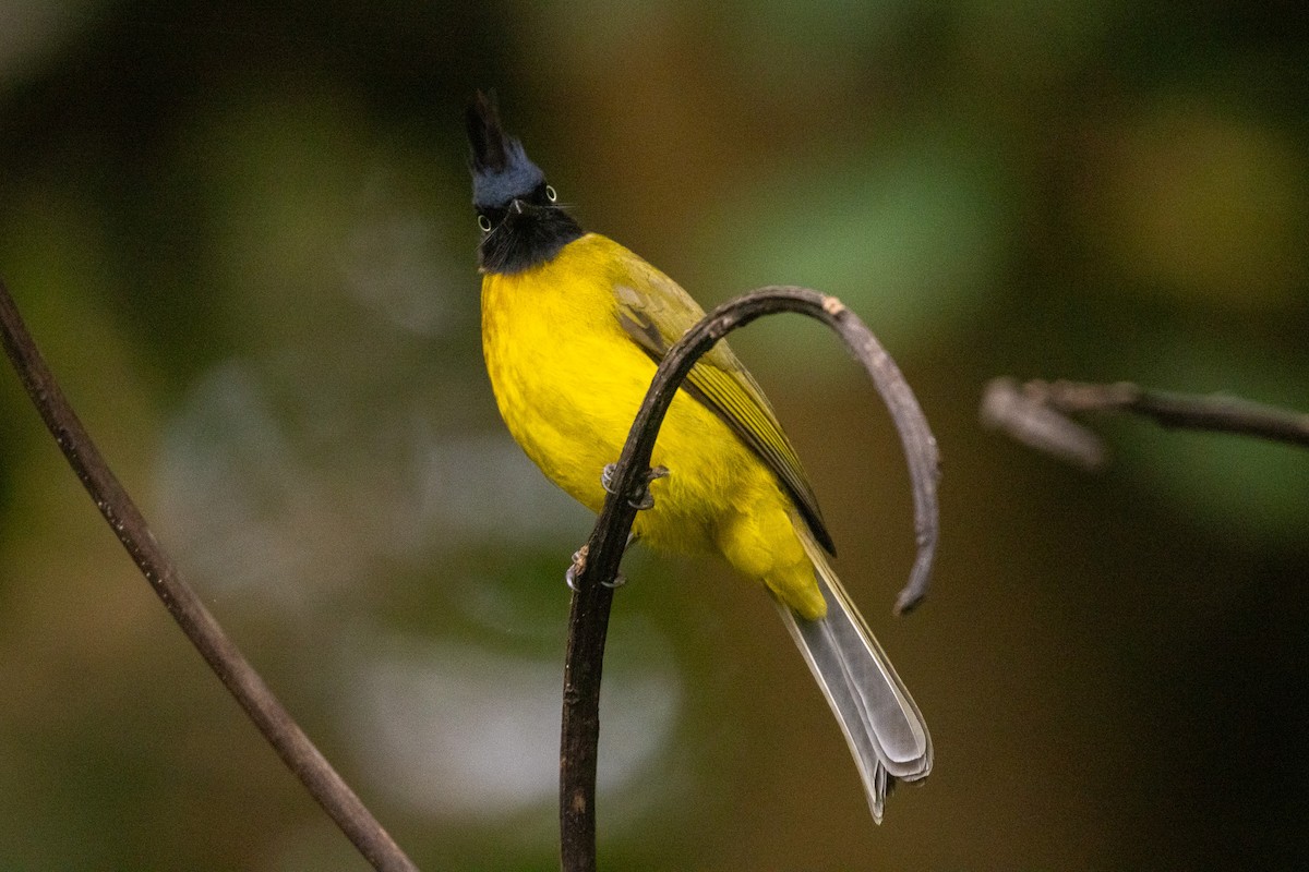 Bulbul à huppe noire - ML637859970