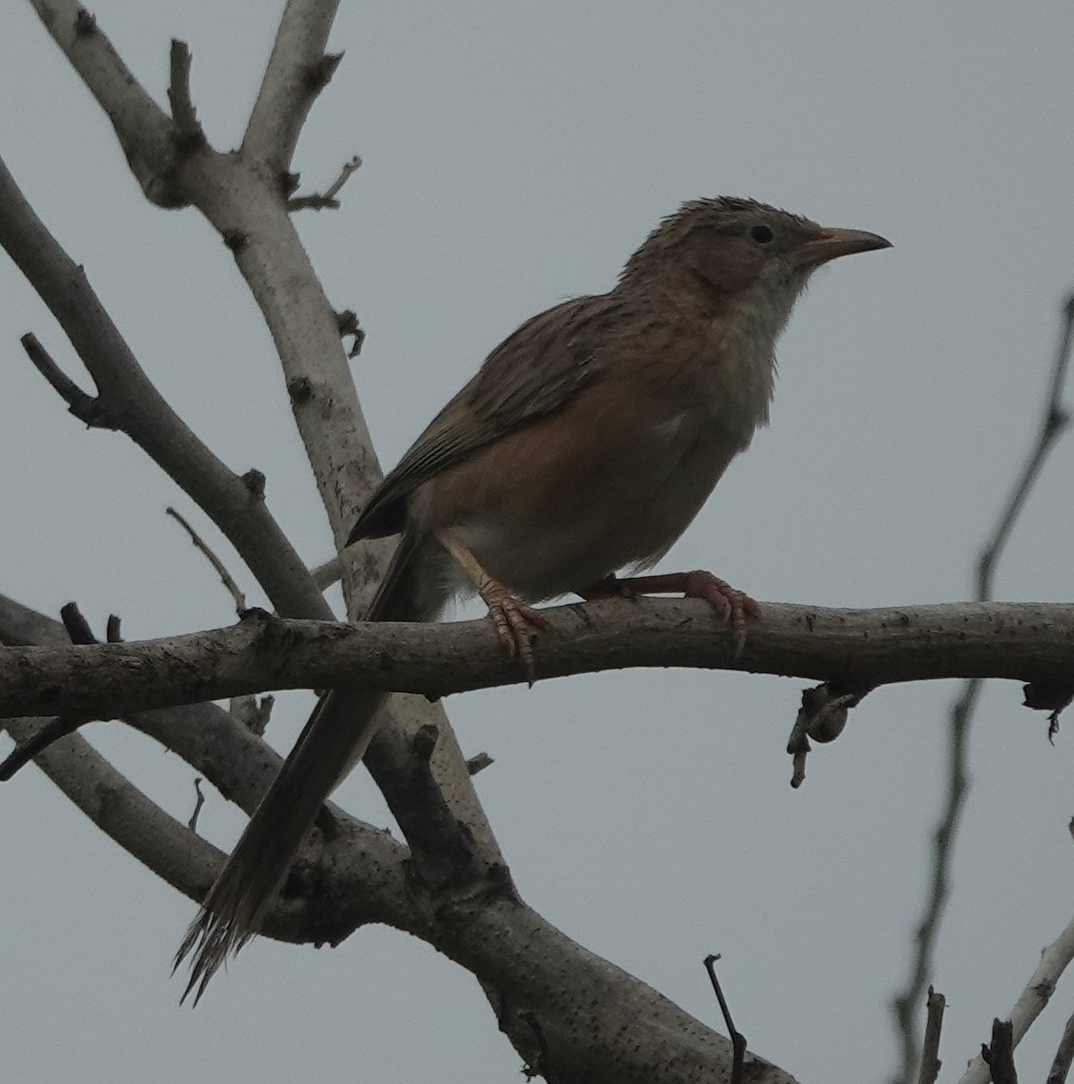Common Babbler - ML637859976