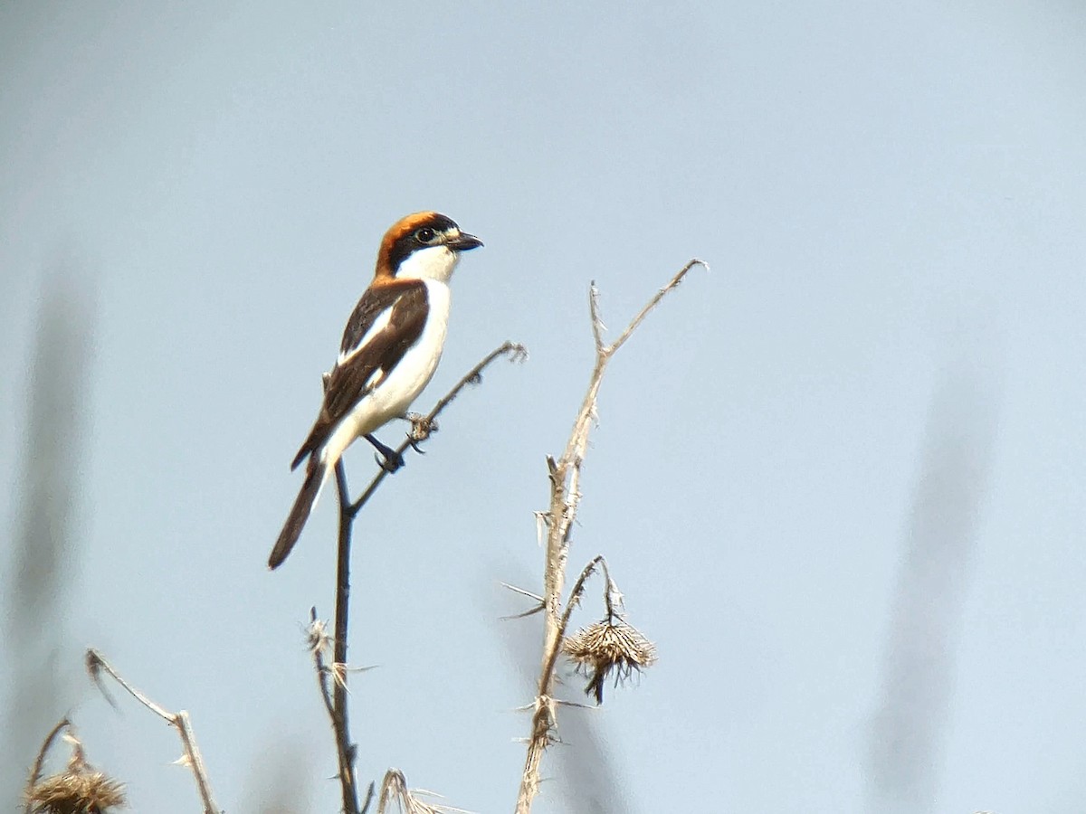 Woodchat Shrike - ML637859979