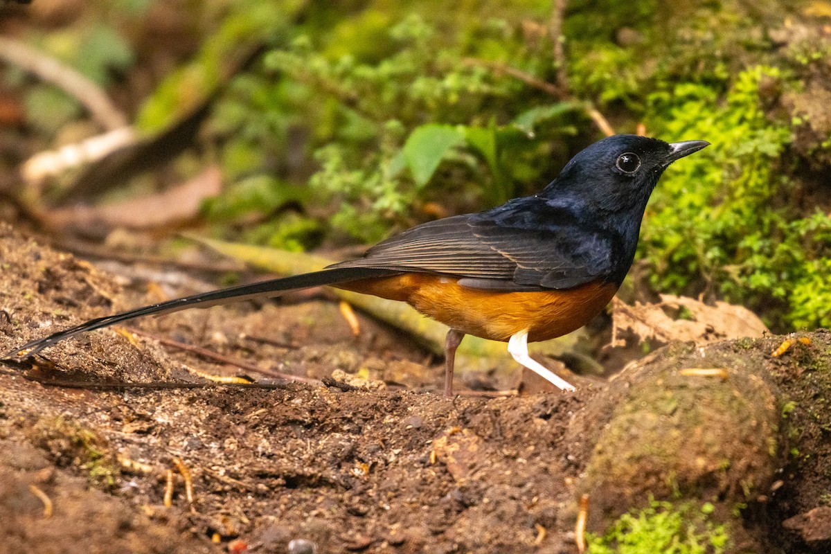 White-rumped Shama (White-rumped) - ML637859984