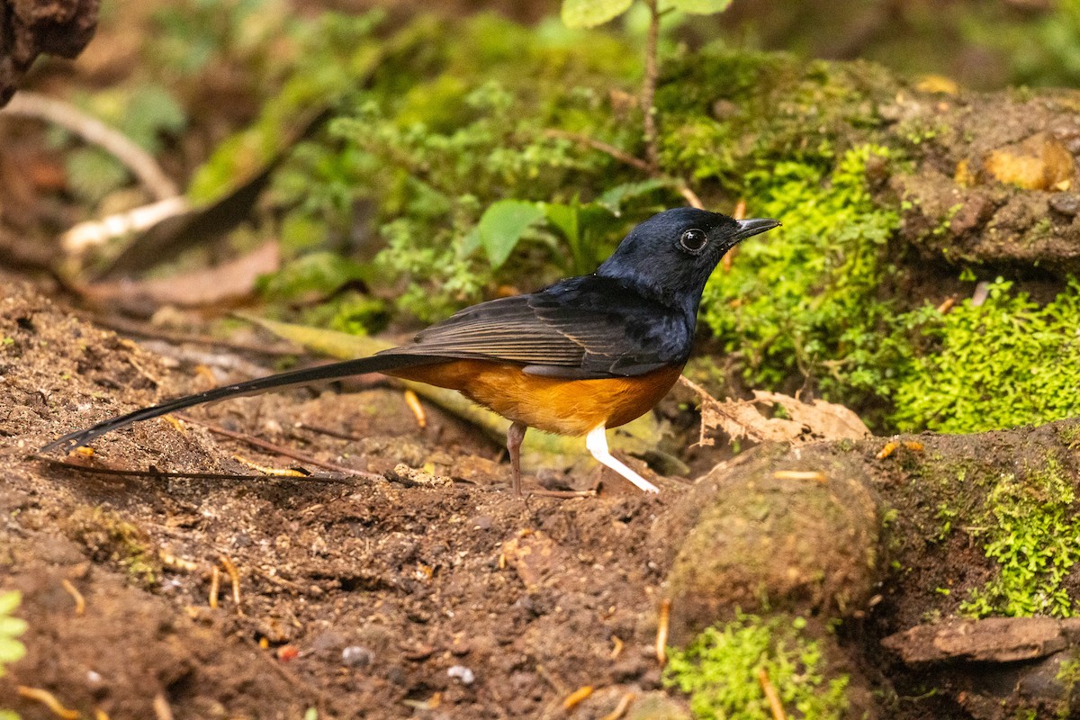 White-rumped Shama (White-rumped) - ML637859985