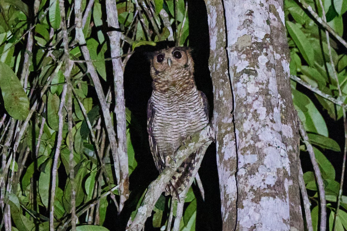 Fraser's Eagle-Owl - ML637859986