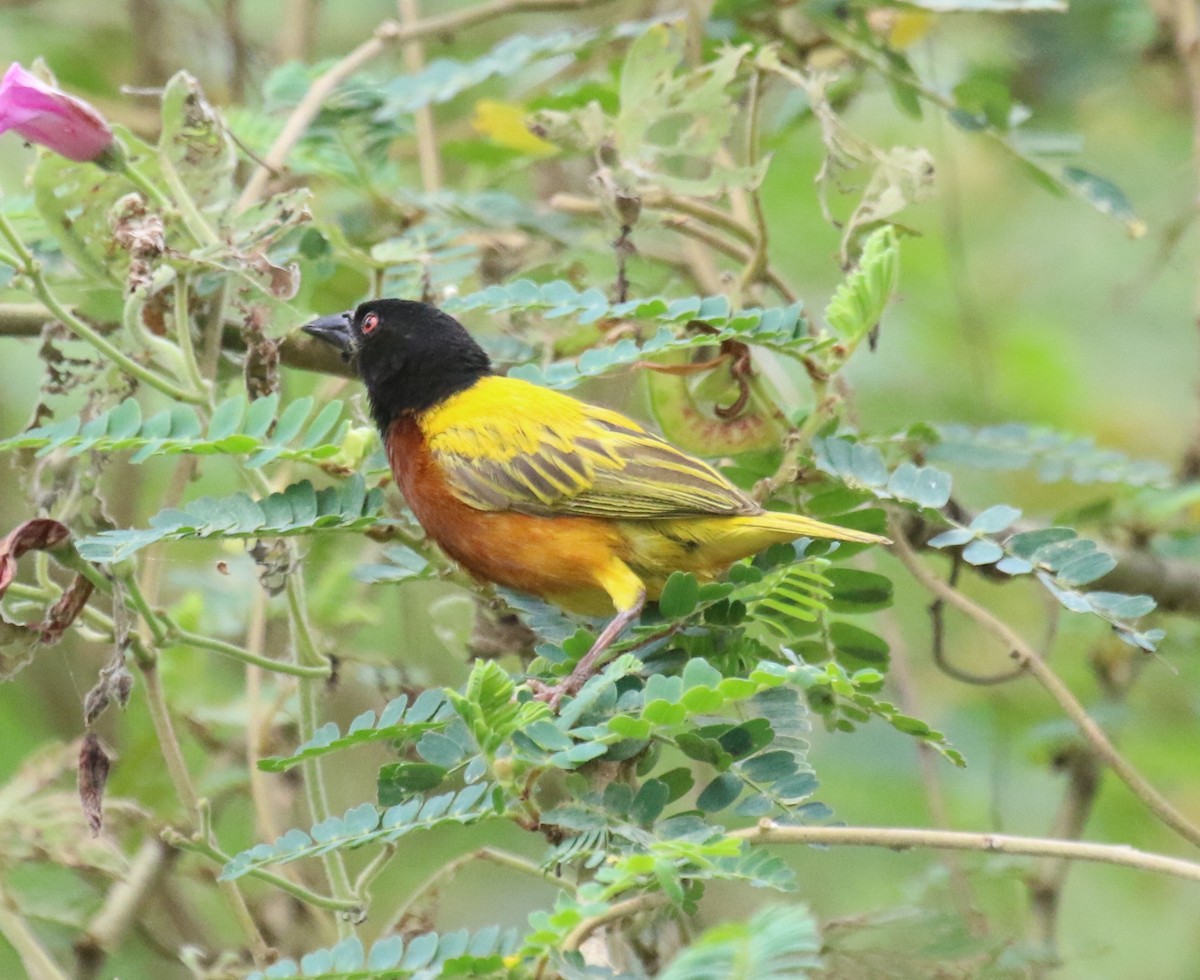 Golden-backed Weaver - ML637859991