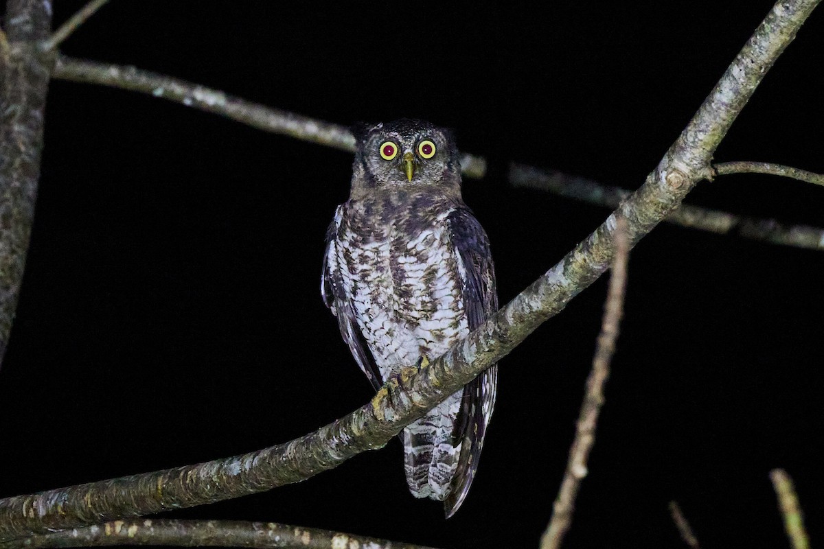 Akun Eagle-Owl - ML637860008