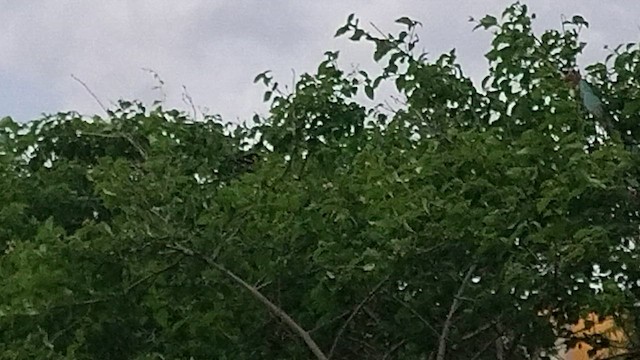 Common Iora - ML637860010