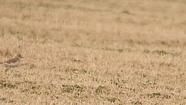 Mountain Plover - ML637860019