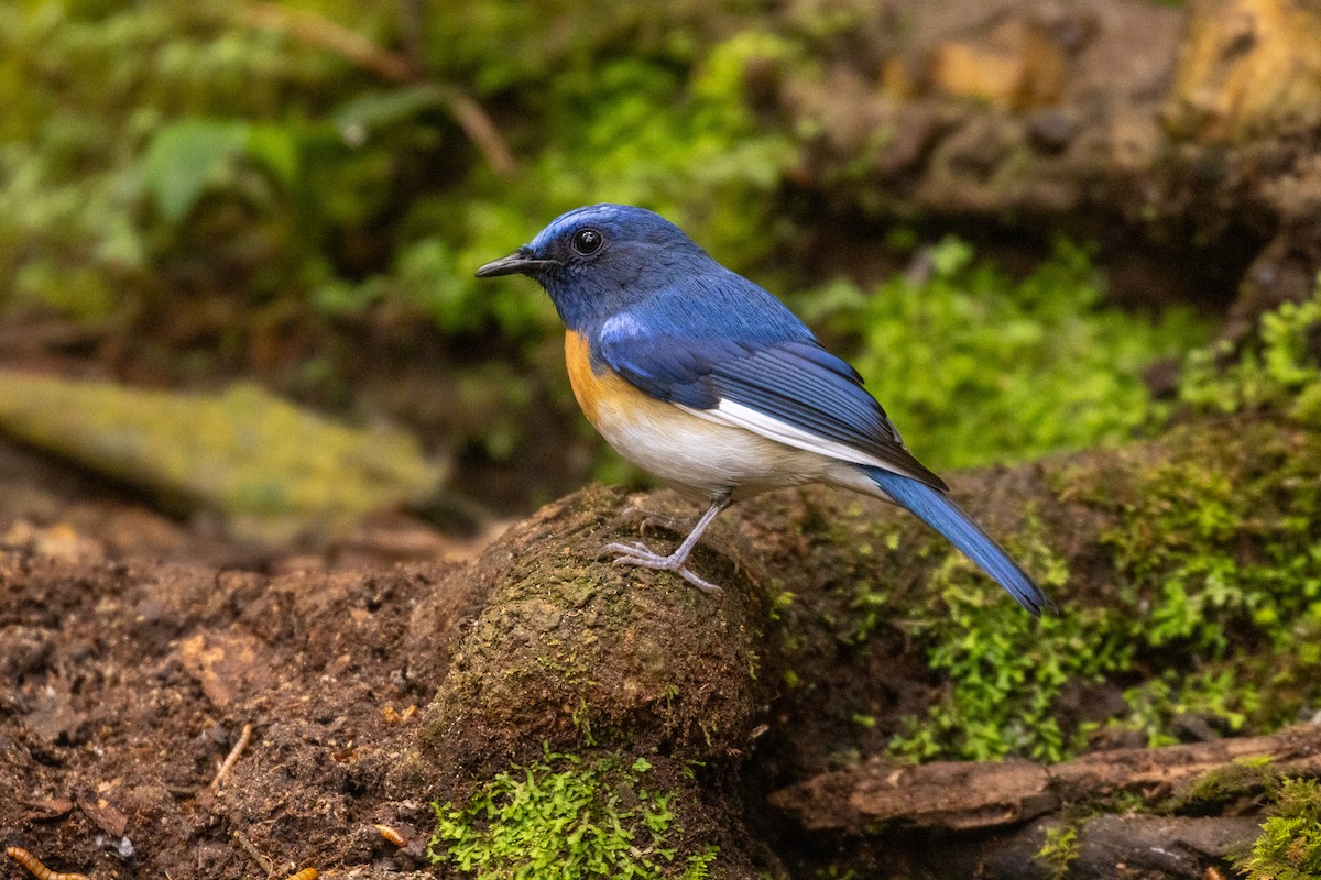 Blue-throated Flycatcher - ML637860023